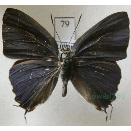 Hypolyceana erylus (Godart, 1824) Philippines79